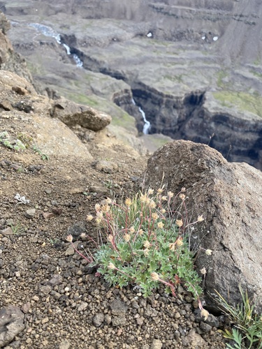 Potentilla uniflora, photograph 3