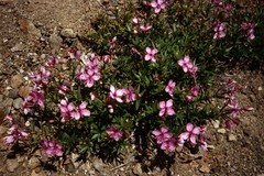 Chamaenerion fleischeri