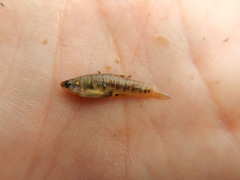 Heterandria formosa