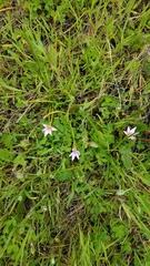 Romulea rosea australis