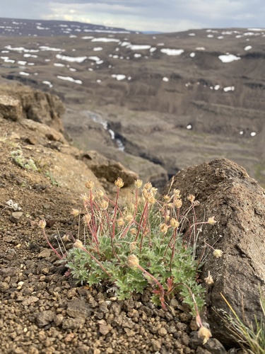 Potentilla uniflora, photograph 6