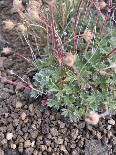 Potentilla uniflora, photograph 4
