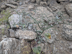 Eriogonum deflexum