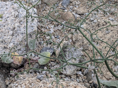 Eriogonum deflexum