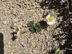 Ranunculus andersonii