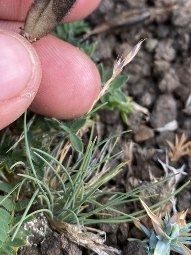 Eared Fescue (Festuca auriculata)