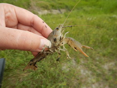Procambarus zonangulus