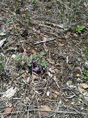 Hydrophyllum alpestre