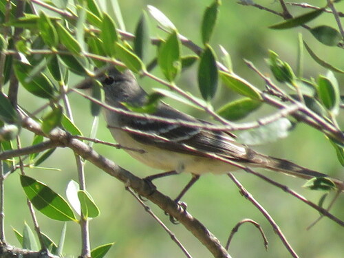 Plain Inezia (Inezia inornata), photo 4
