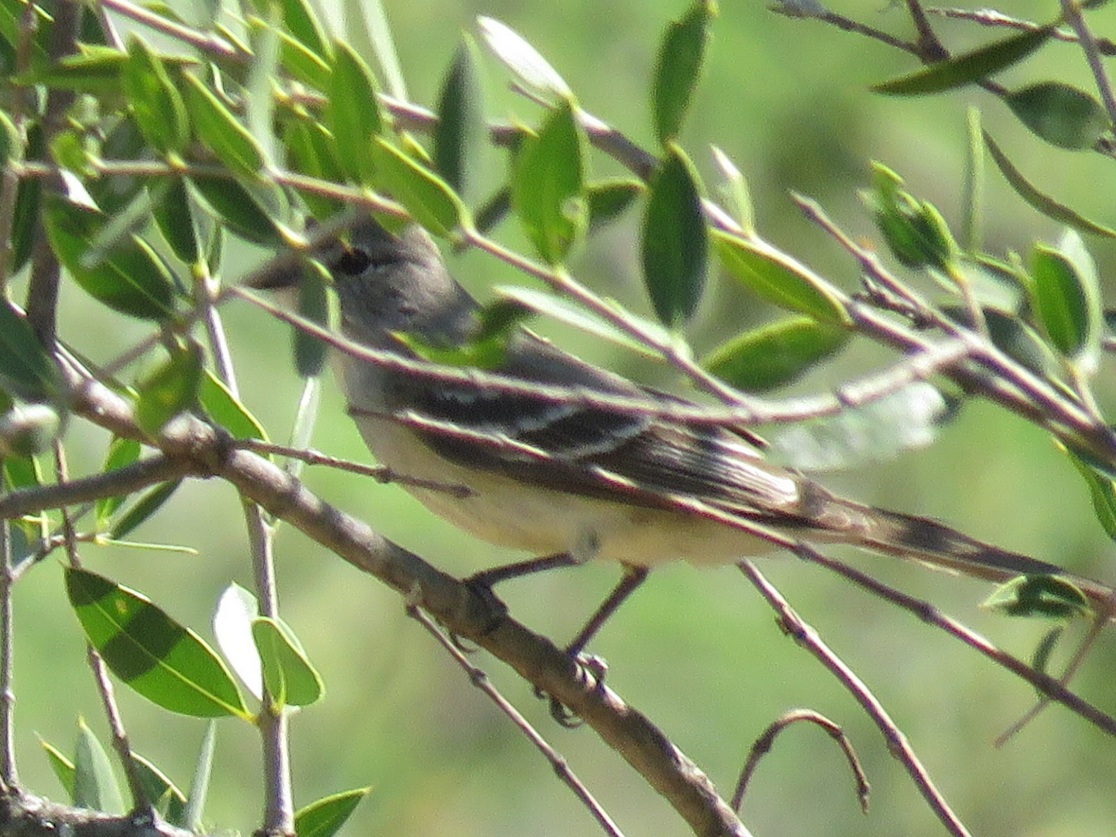 Plain Inezia (Inezia inornata), photo 5