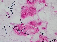 Magnusiomyces capitatus