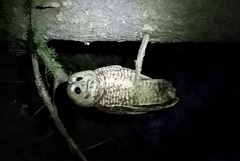 Strix occidentalis