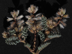 Dalea mollissima