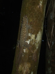 Ailuronyx seychellensis