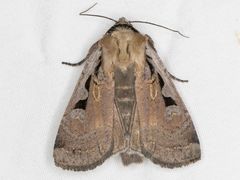 Parabagrotis formalis