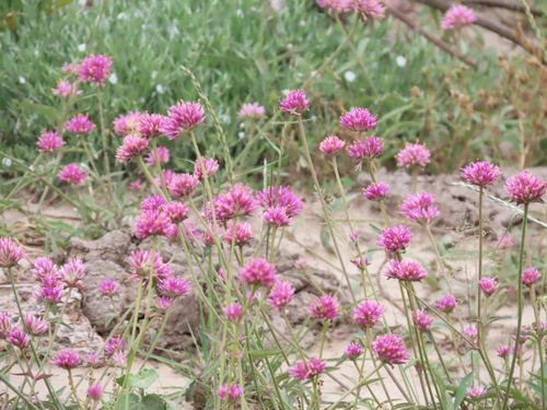 Image of Gomphrena pulchella by (c) Nicolas Olejnik, some rights reserved (CC BY)