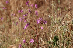 Clarkia biloba