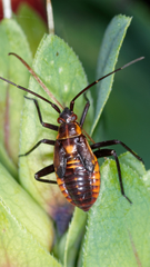 Calocoris nemoralis
