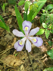 Iris cristata