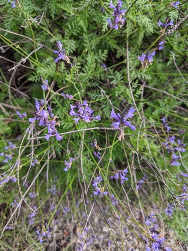 Image of Lavandula canariensis by (c) Elsa, some rights reserved (CC BY)