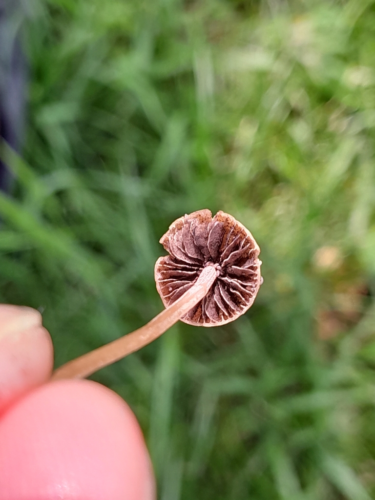 Agrocybe pediades · December 2023 · photo: © alanbenadia (iNaturalist, cc-by)
