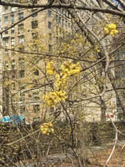 Cornus mas