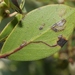 Etainia thoraceleuca - Photo (c) James Bailey, algunos derechos reservados (CC BY-NC), subido por James Bailey