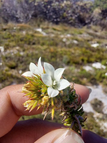 Limestone Bell (Roella compacta)
