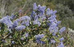 Ceanothus pendletonensis