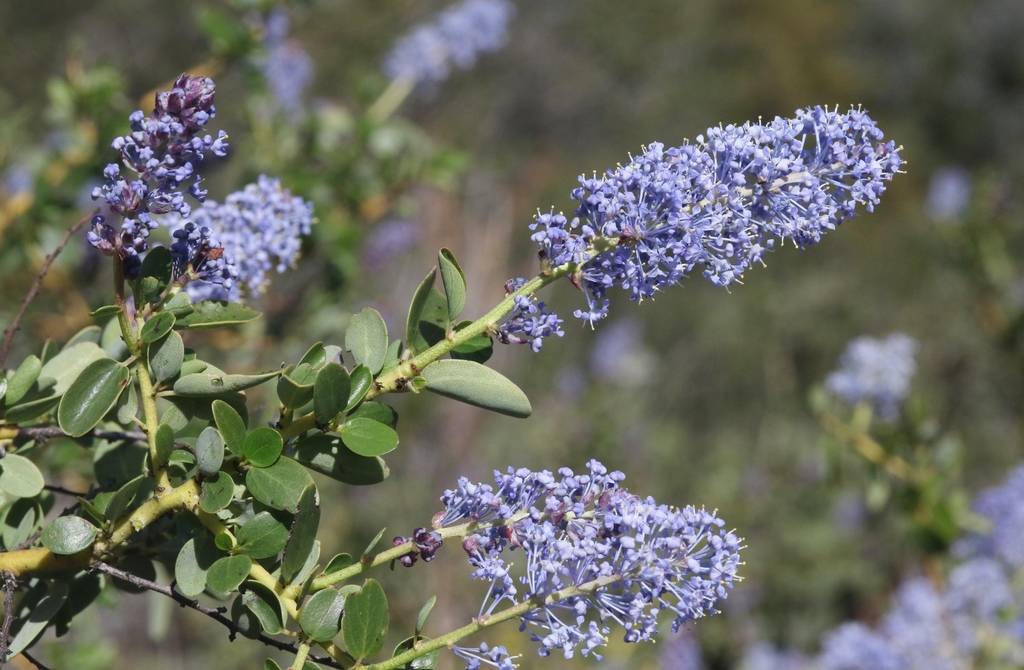 Ceanothus