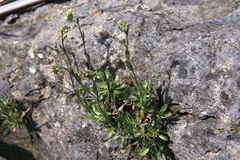 Draba glabella