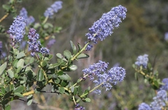 Ceanothus pendletonensis