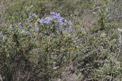 Ceanothus pendletonensis