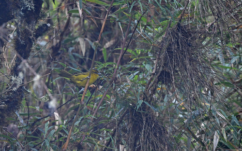 Parodi's Hemispingus (Kleinothraupis parodii), photo 3