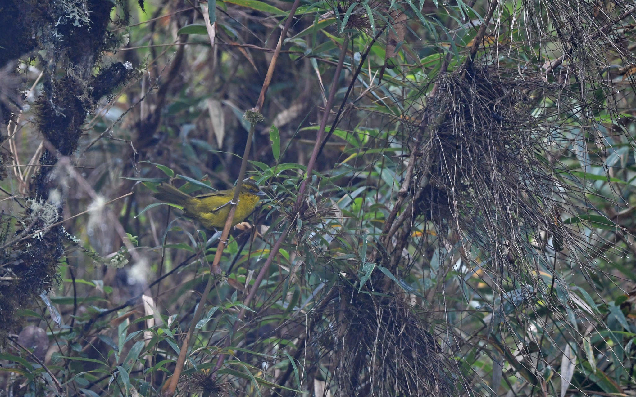 Parodi's Hemispingus (Kleinothraupis parodii), photo 3