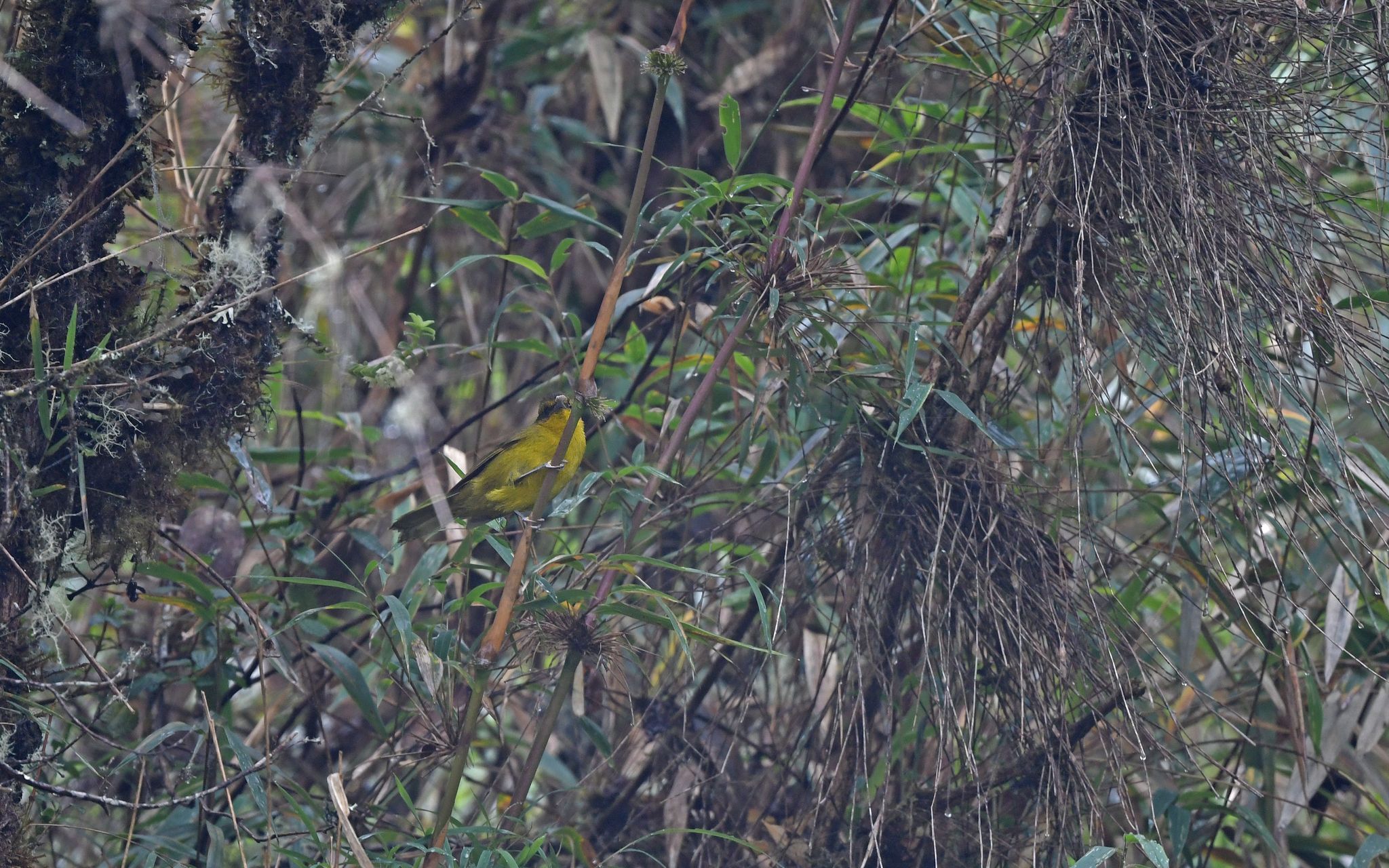 Parodi's Hemispingus (Kleinothraupis parodii), photo 2