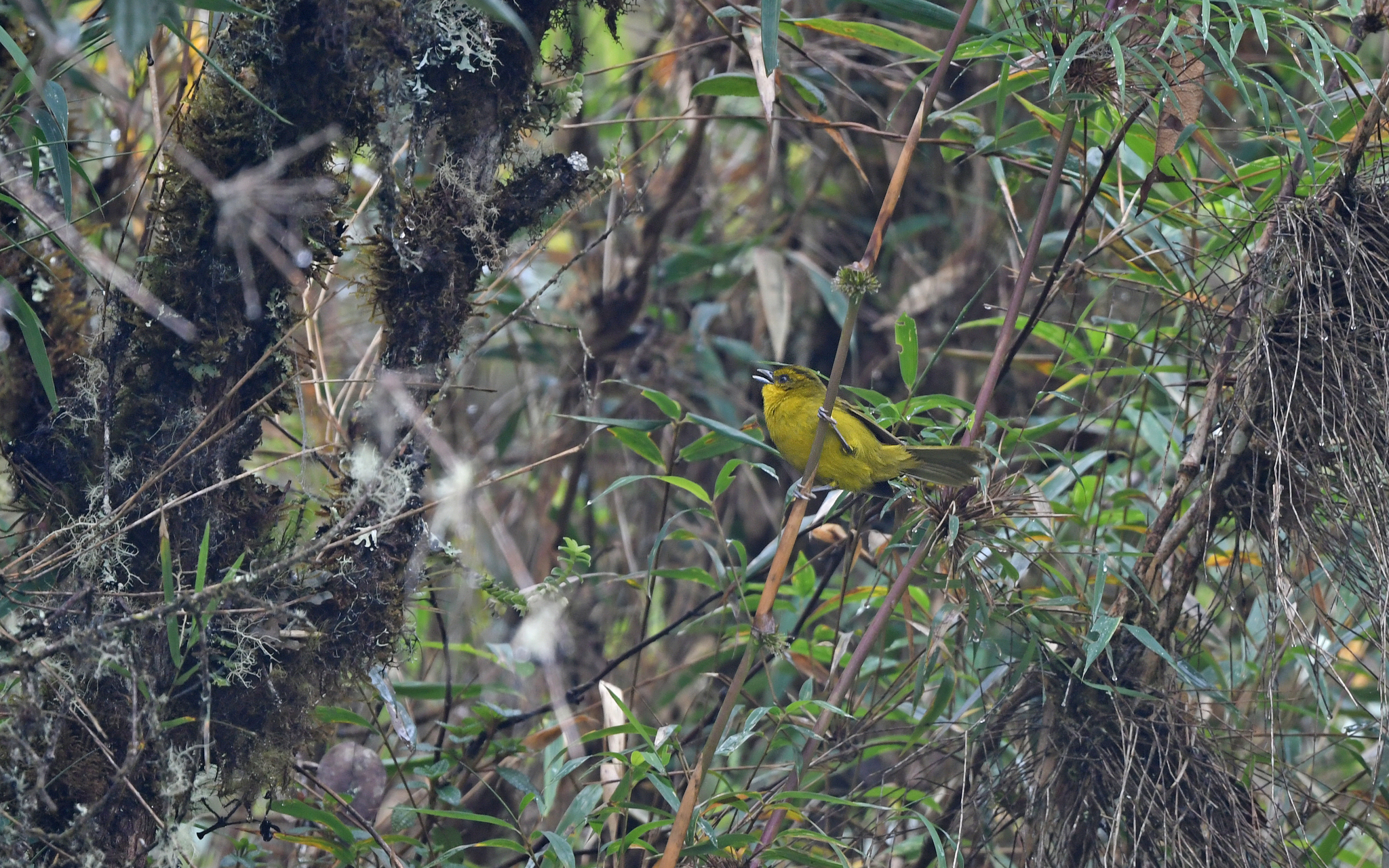 Parodi's Hemispingus (Kleinothraupis parodii), photo 4