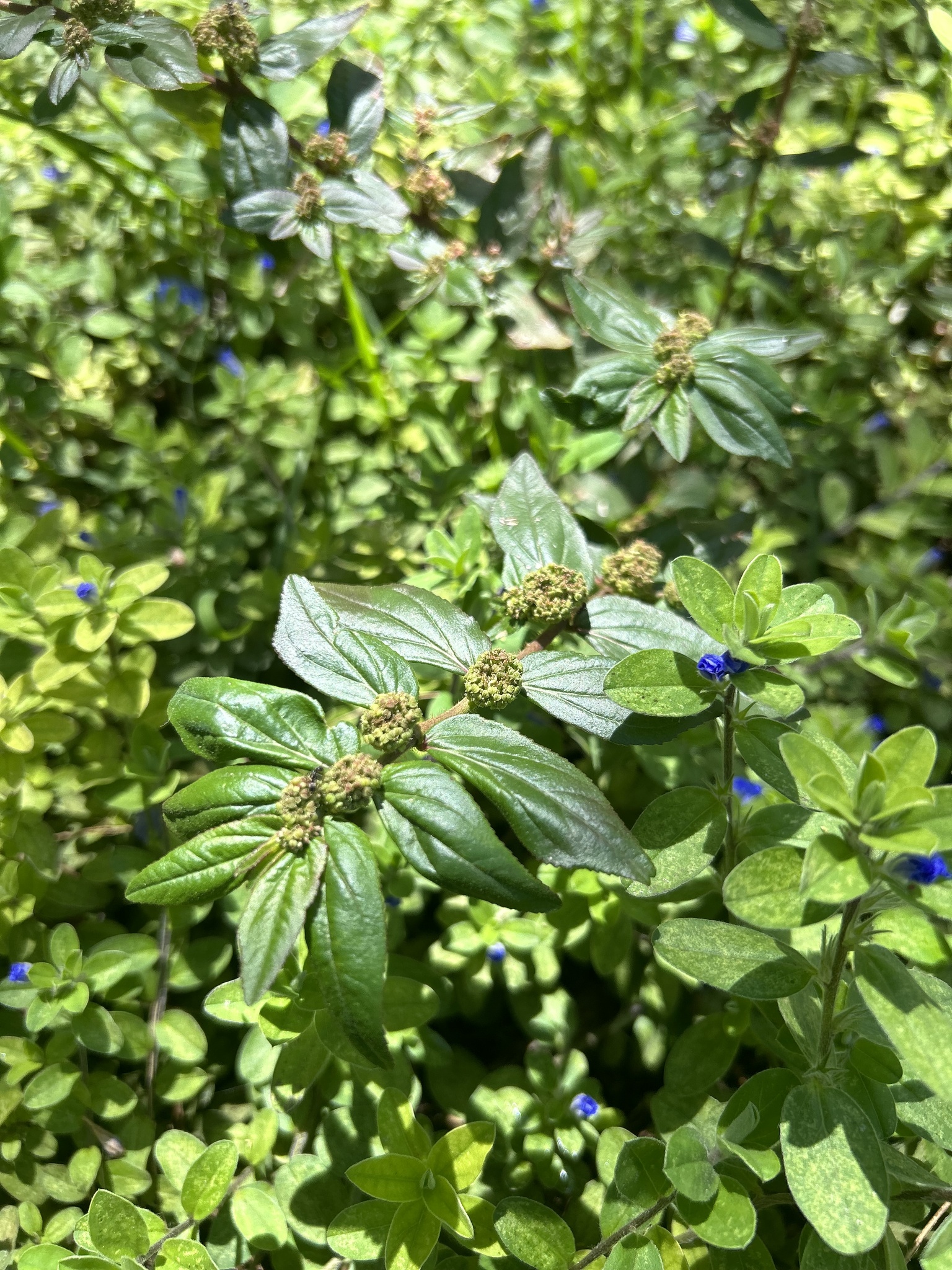 Euphorbia hirta