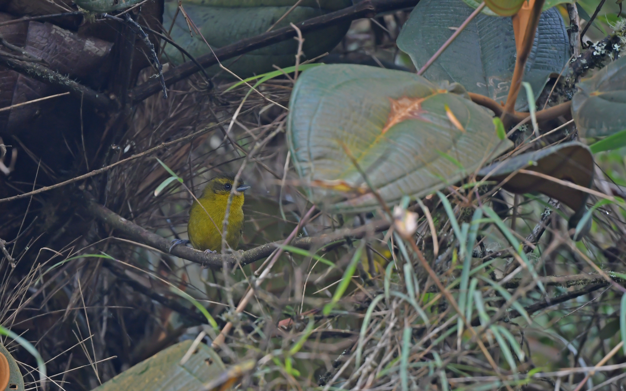 Parodi's Hemispingus (Kleinothraupis parodii), photo 5