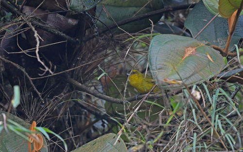 Parodi's Hemispingus (Kleinothraupis parodii), photo 6