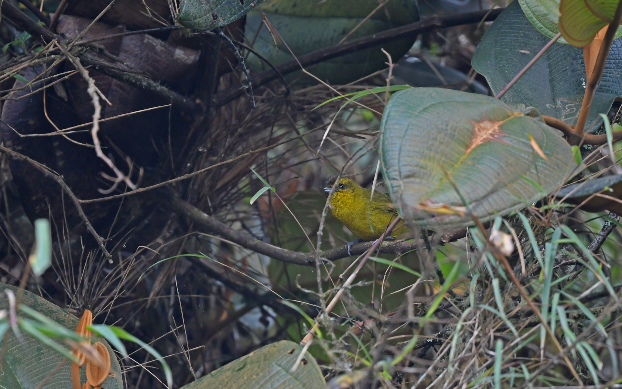 Parodi's Hemispingus (Kleinothraupis parodii), photo 6