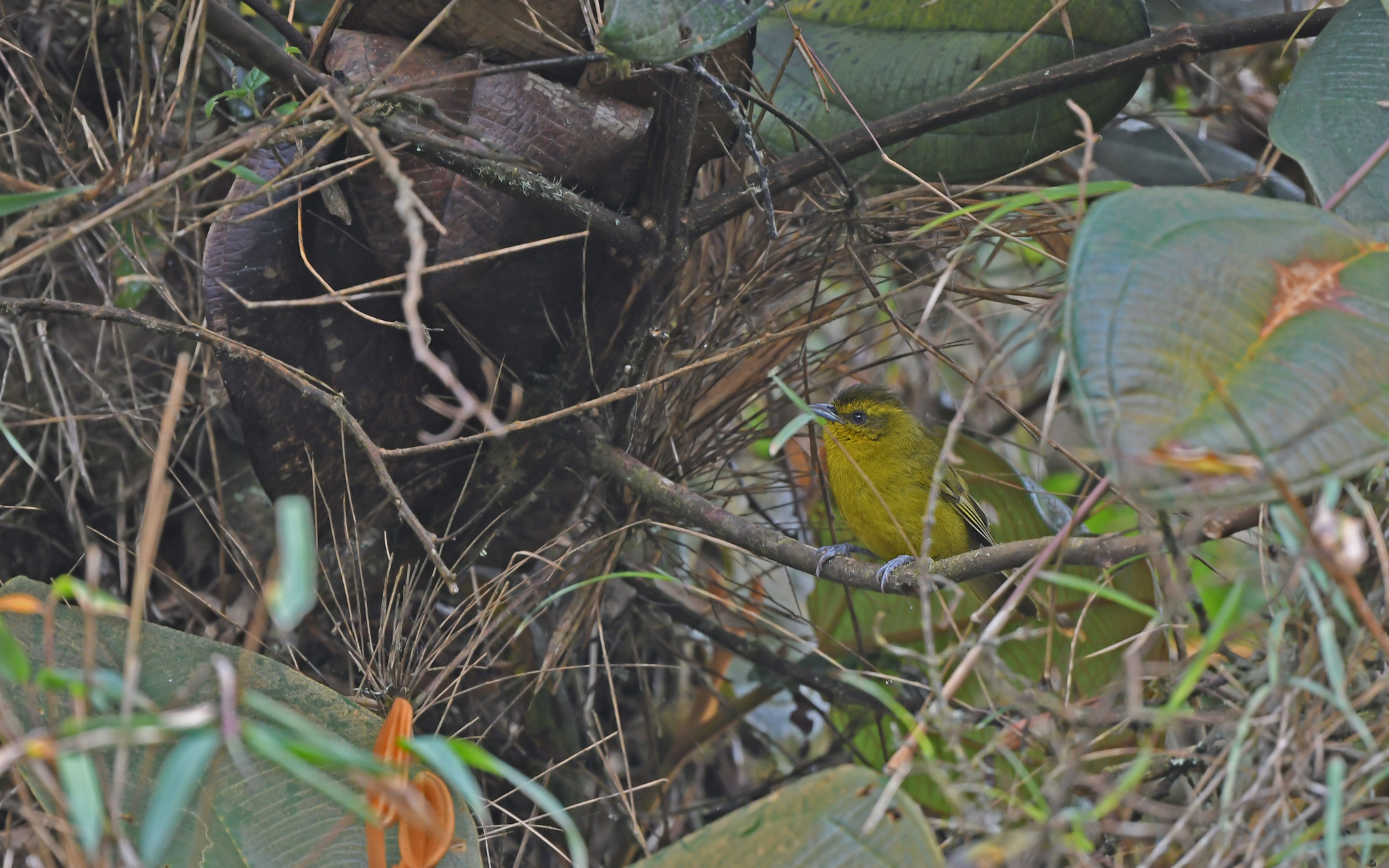 Parodi's Hemispingus (Kleinothraupis parodii), photo 7