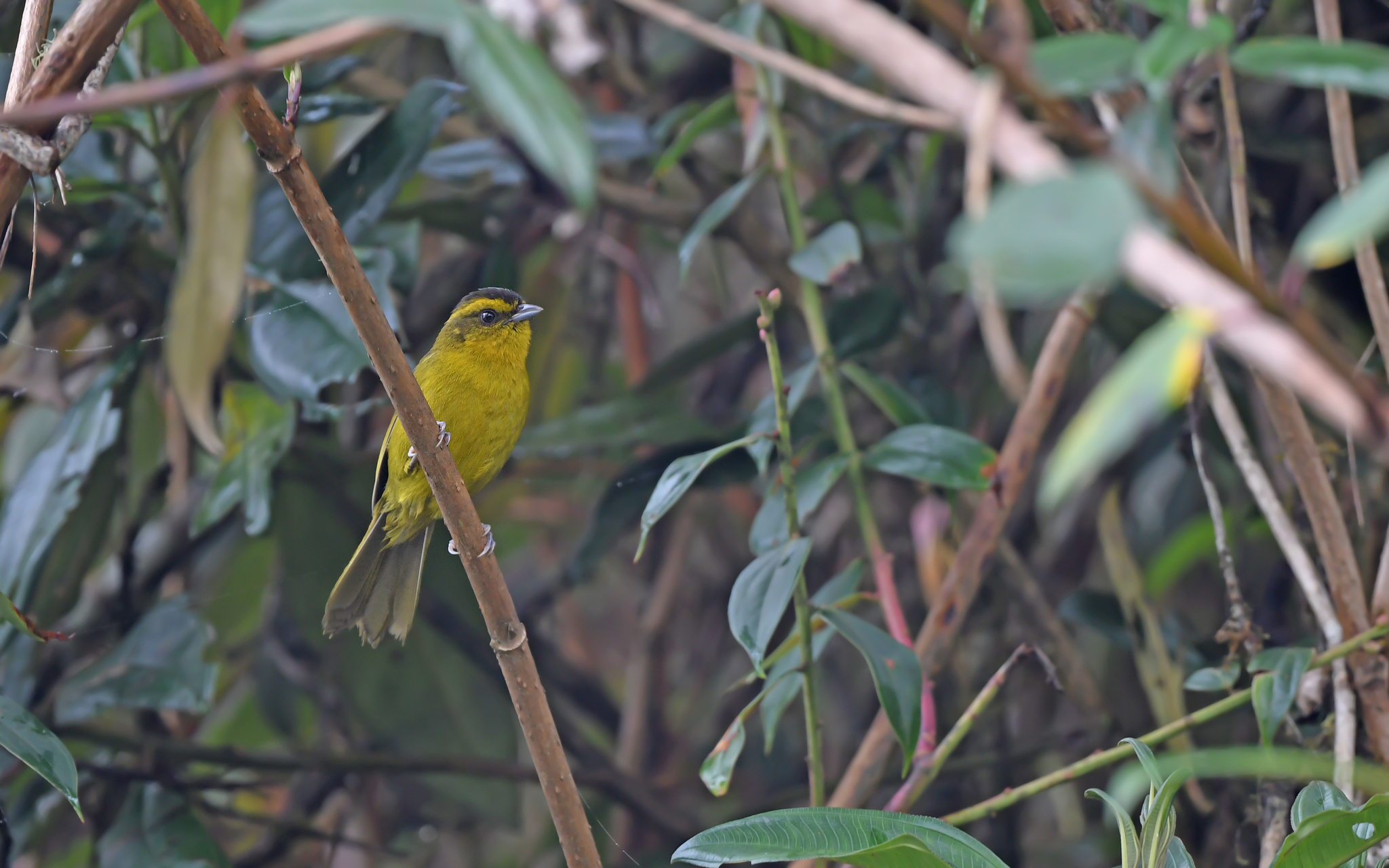 Parodi's Hemispingus (Kleinothraupis parodii), photo 9