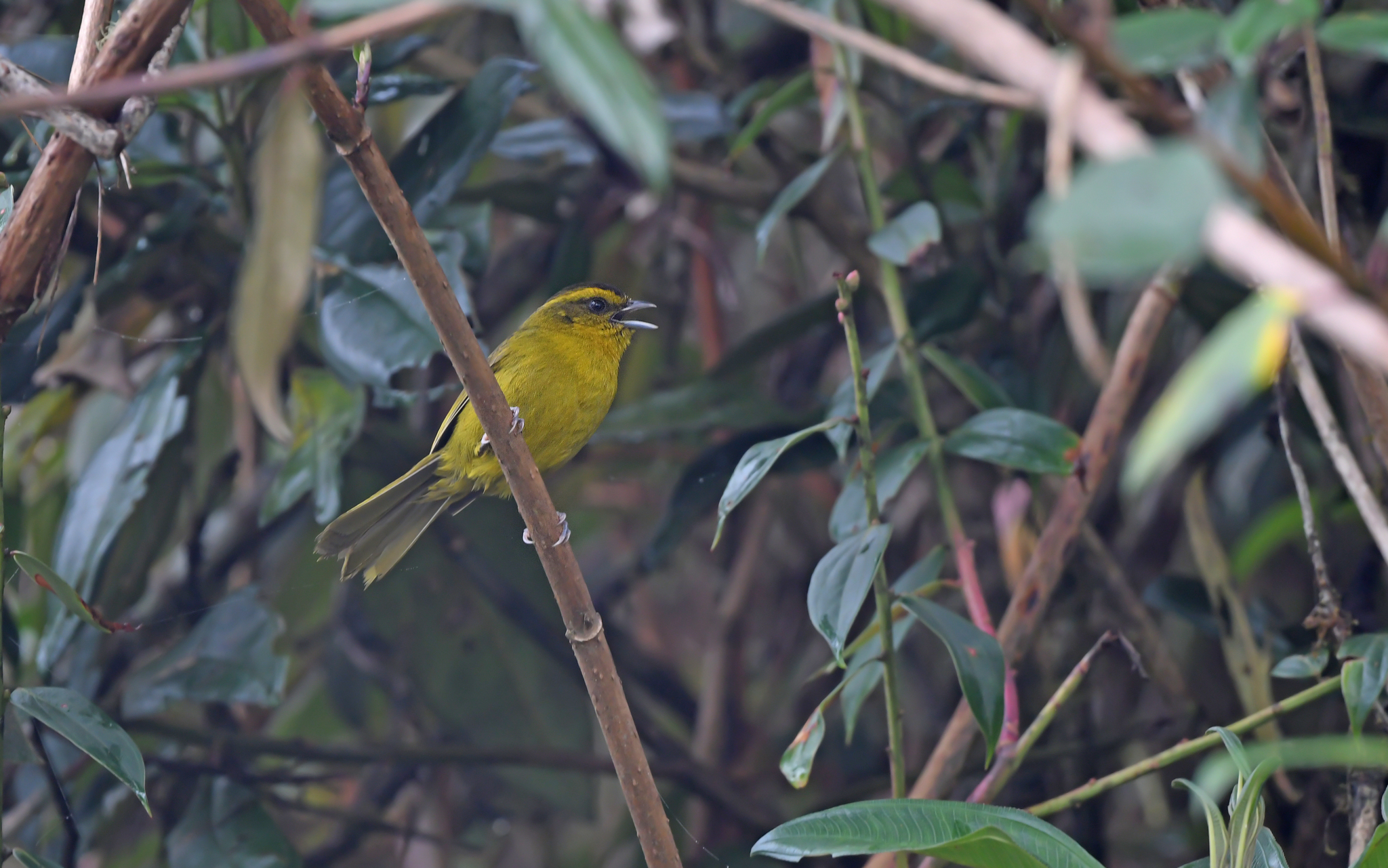 Parodi's Hemispingus (Kleinothraupis parodii), photo 10