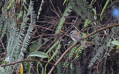 Unstreaked Tit-Tyrant (Uromyias agraphia), photo 3