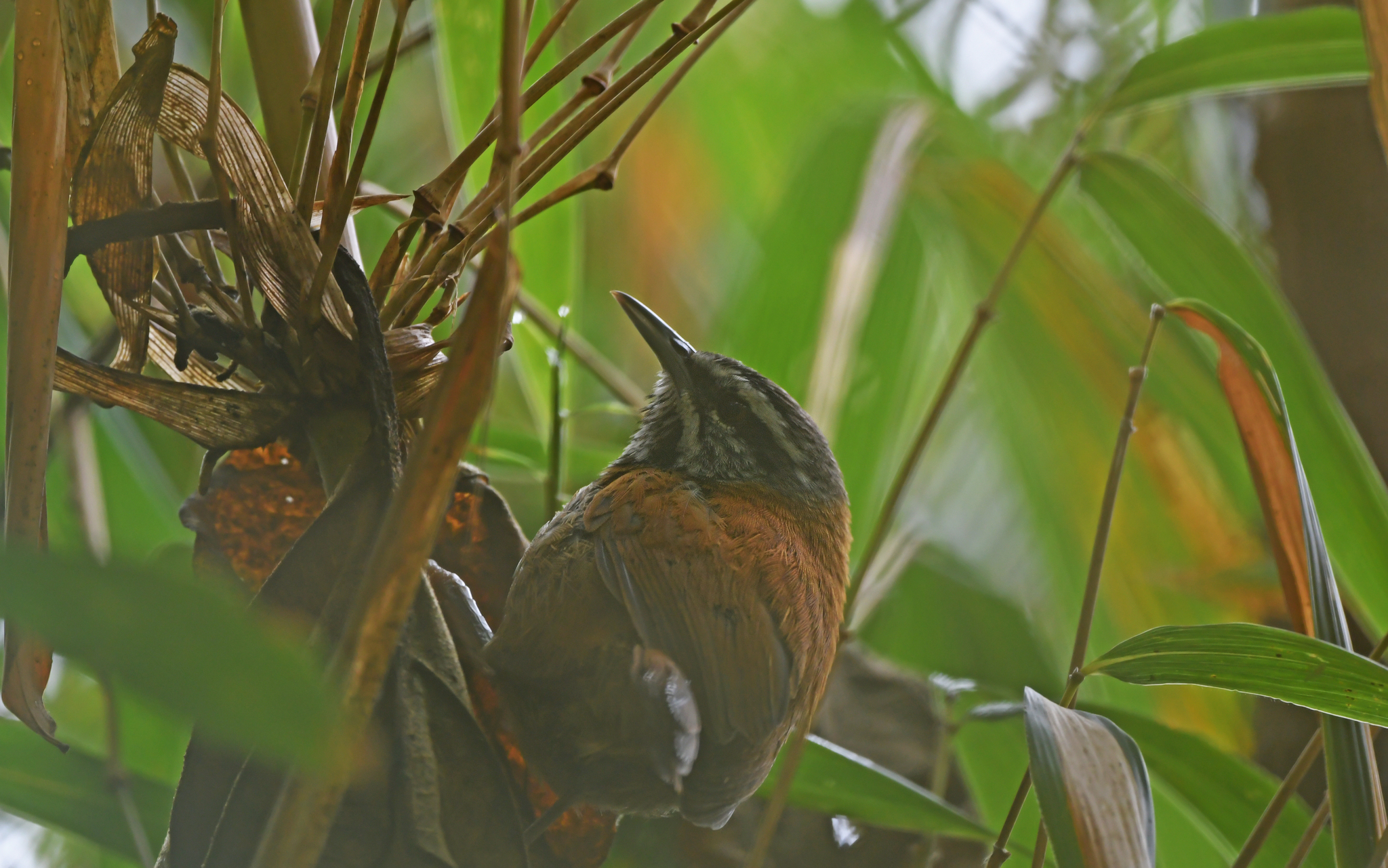 Inca Wren (Pheugopedius eisenmanni), photo 5