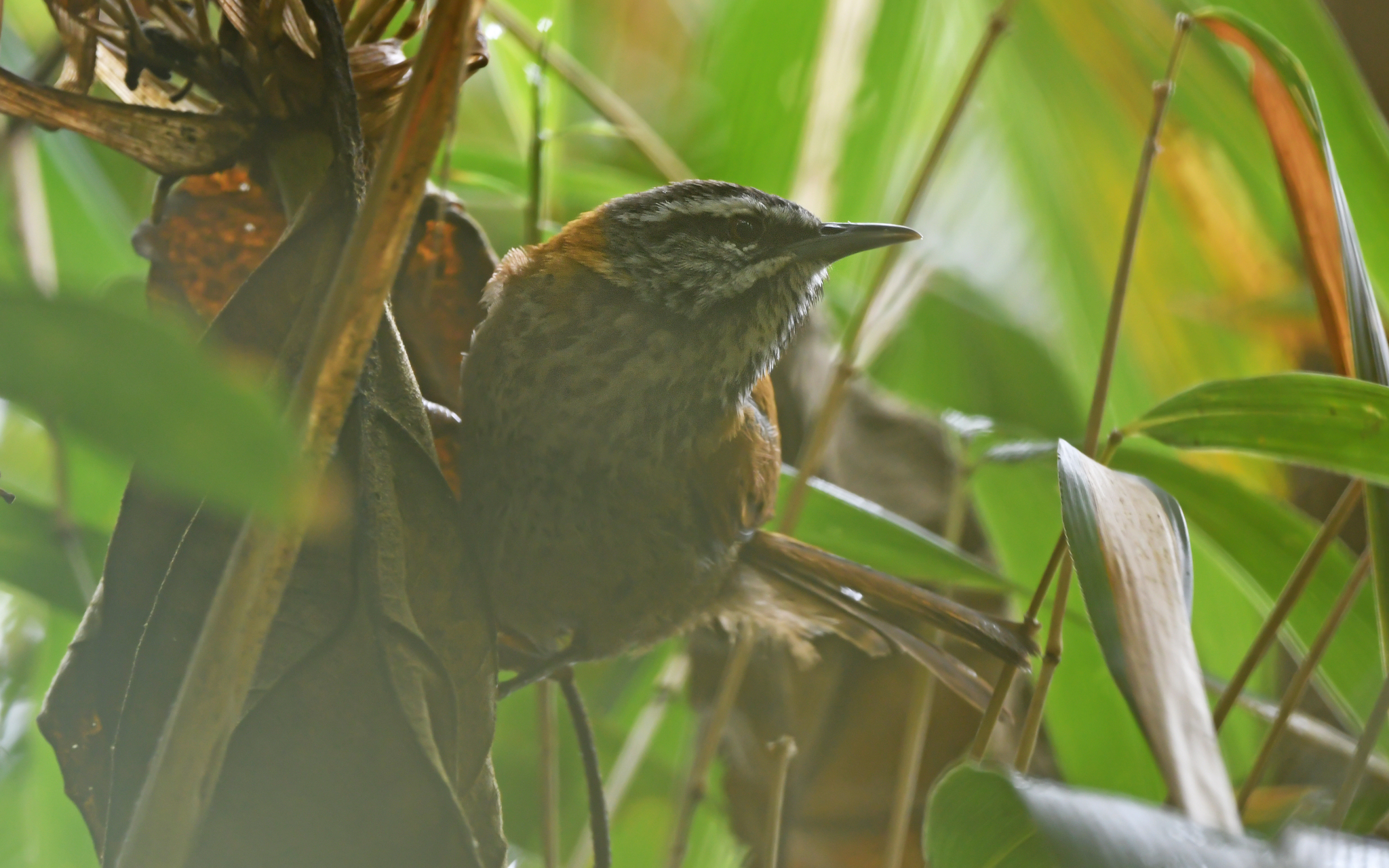 Inca Wren (Pheugopedius eisenmanni), photo 6