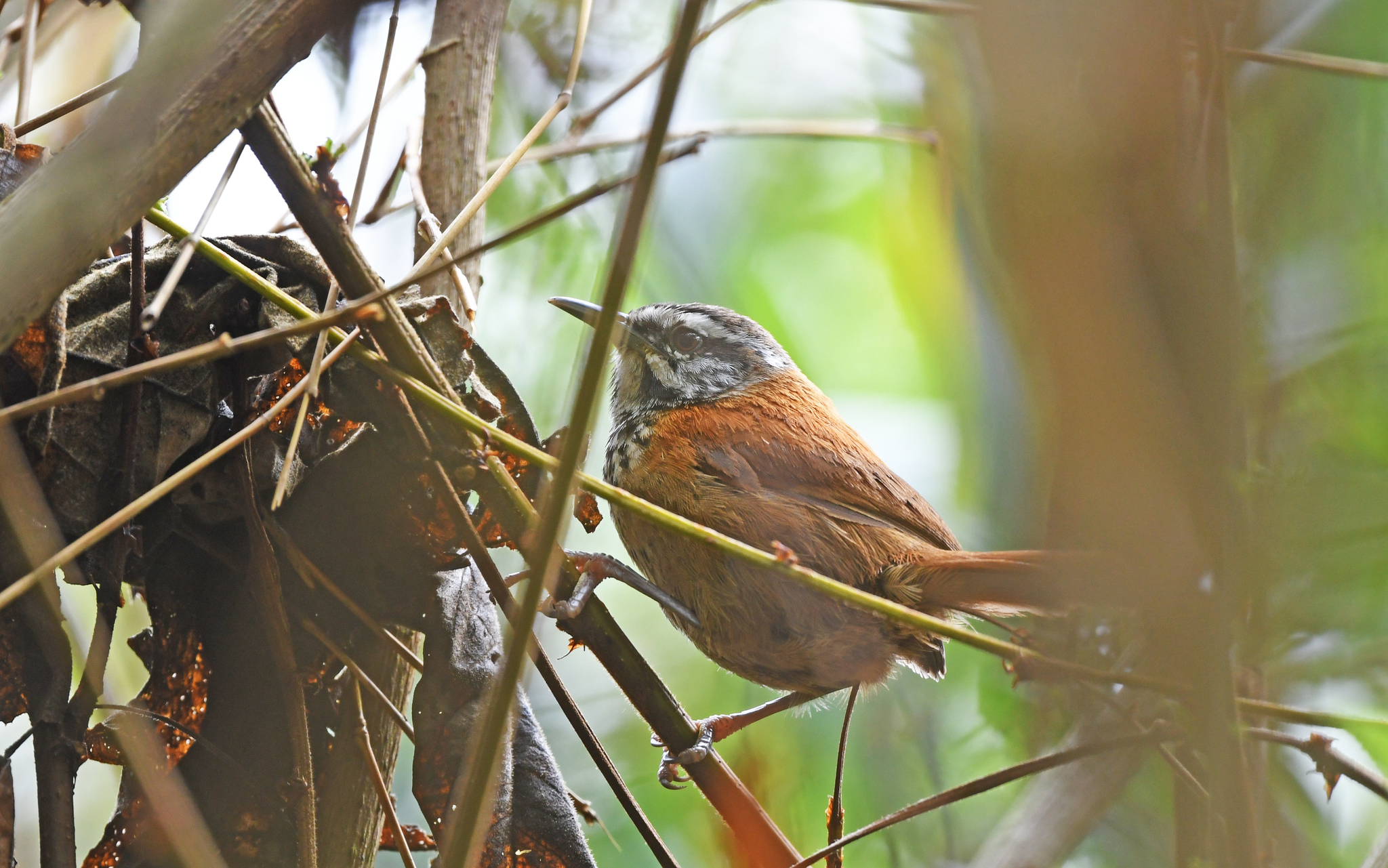 Inca Wren (Pheugopedius eisenmanni), photo 7