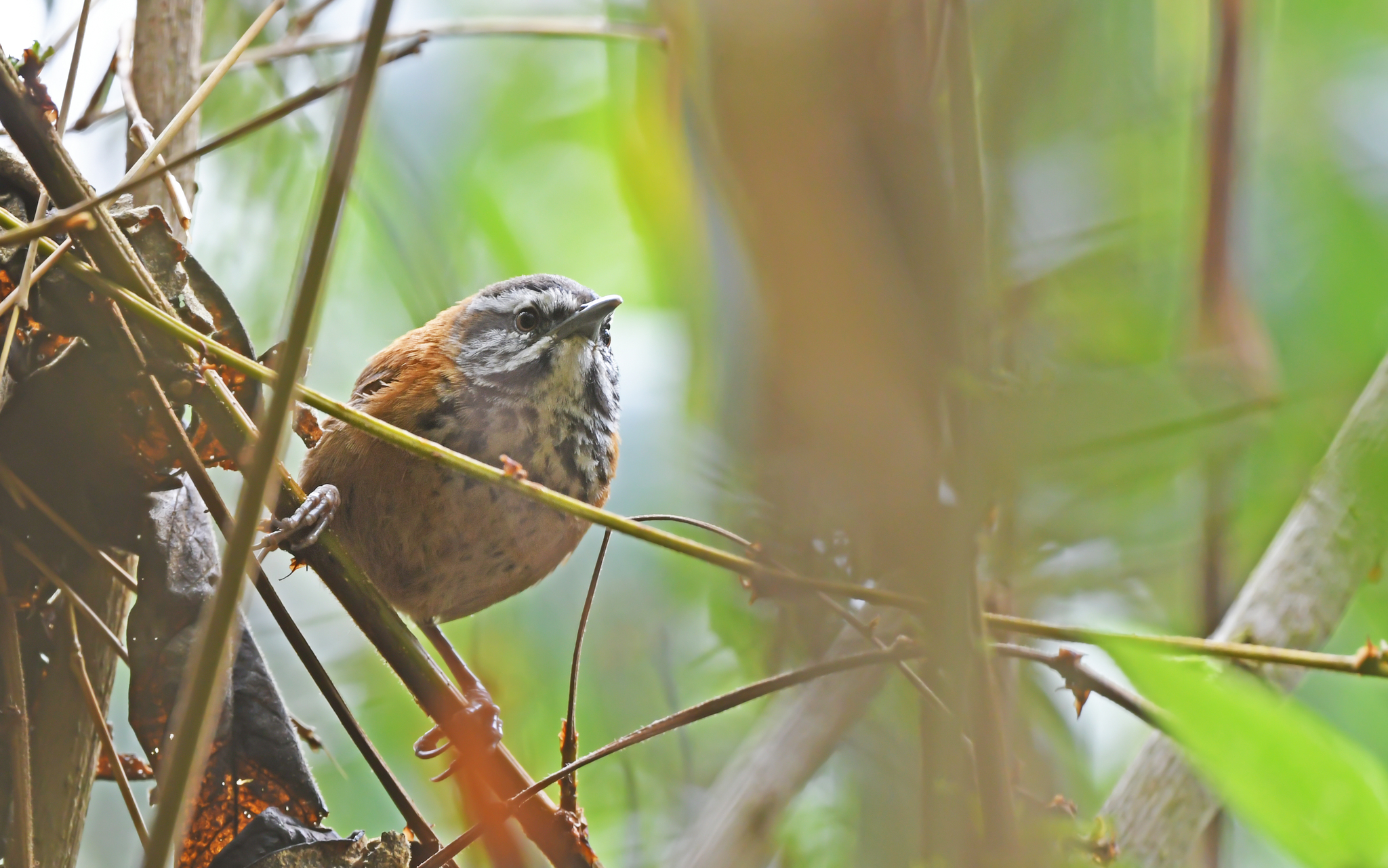 Inca Wren (Pheugopedius eisenmanni), photo 8