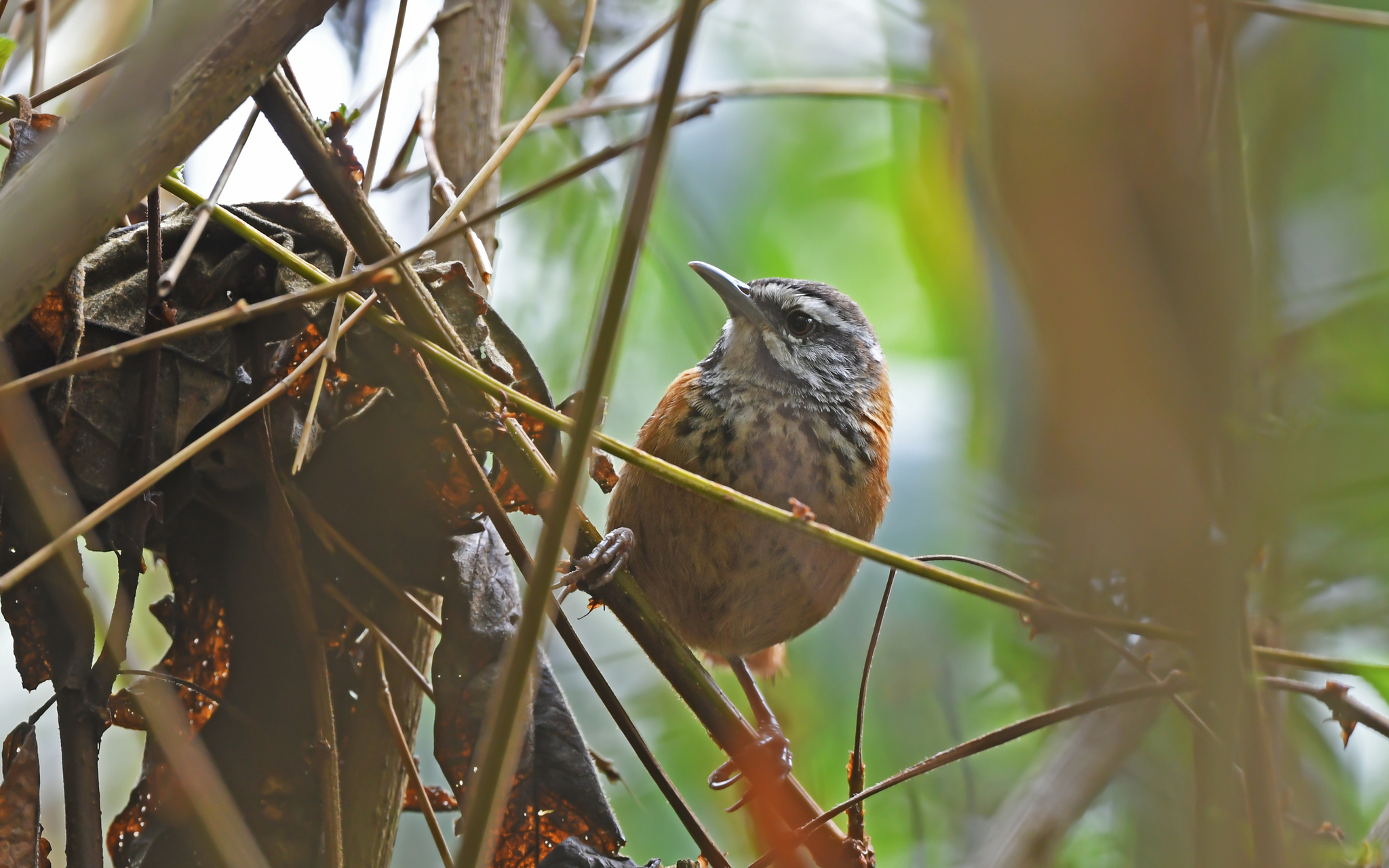 Inca Wren (Pheugopedius eisenmanni), photo 9